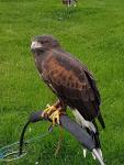 "Rowan" Male Harris Hawk