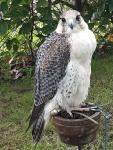 "Astro" Gyr x Barbary