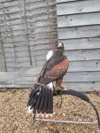 "Tiza" male Harris Hawk