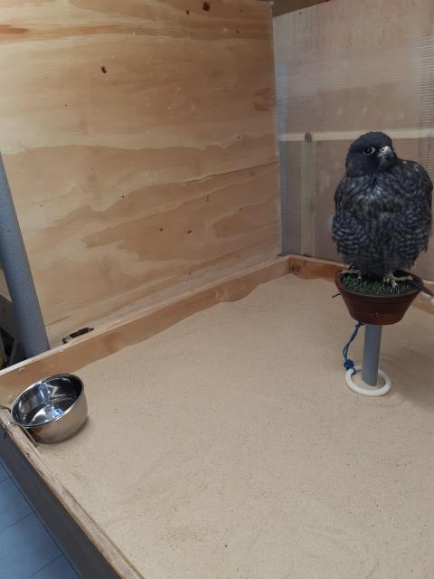 Kiln dried sand, makes easy cleaning, water provided for all falcons