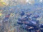 All our Hawks will fly togeather