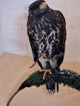 'Brier' our baby Harris hawk