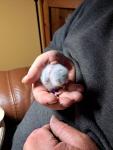 "Oliver" at 5 days old