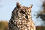 Owls