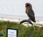 Dusk, Black Barn Owl