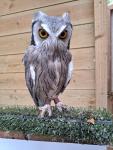"Teddie" White Face Scops