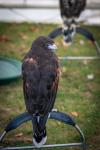 "Pip" male Harris in adult plumage