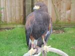 "Hope" one of our male Harris Hawk