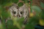 peek a-boo I can see you