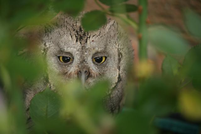 peek a-boo I can see you