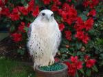 "Lace"Female Gyr X Merlin
